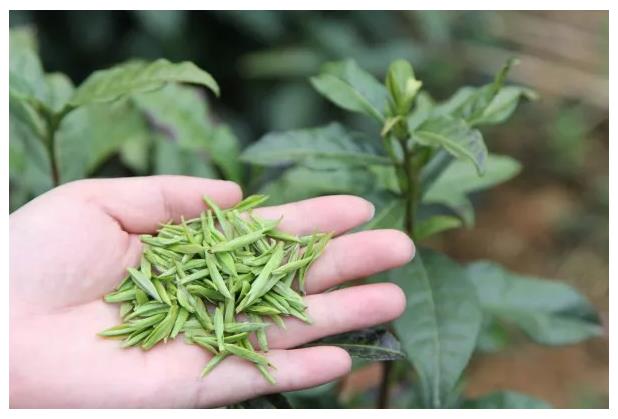 黄山毛峰为什么那么便宜,黄山毛峰茶为什么这么香