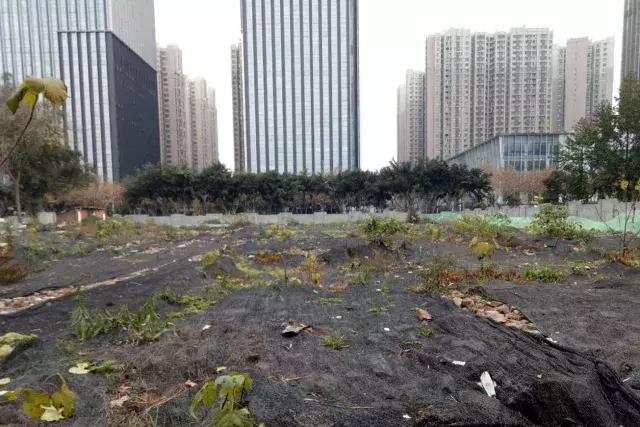 金牛区2025年内荷花池片区改造,荷花池未来5年规划