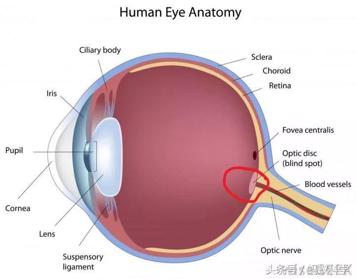 自测视觉盲点,感知盲区