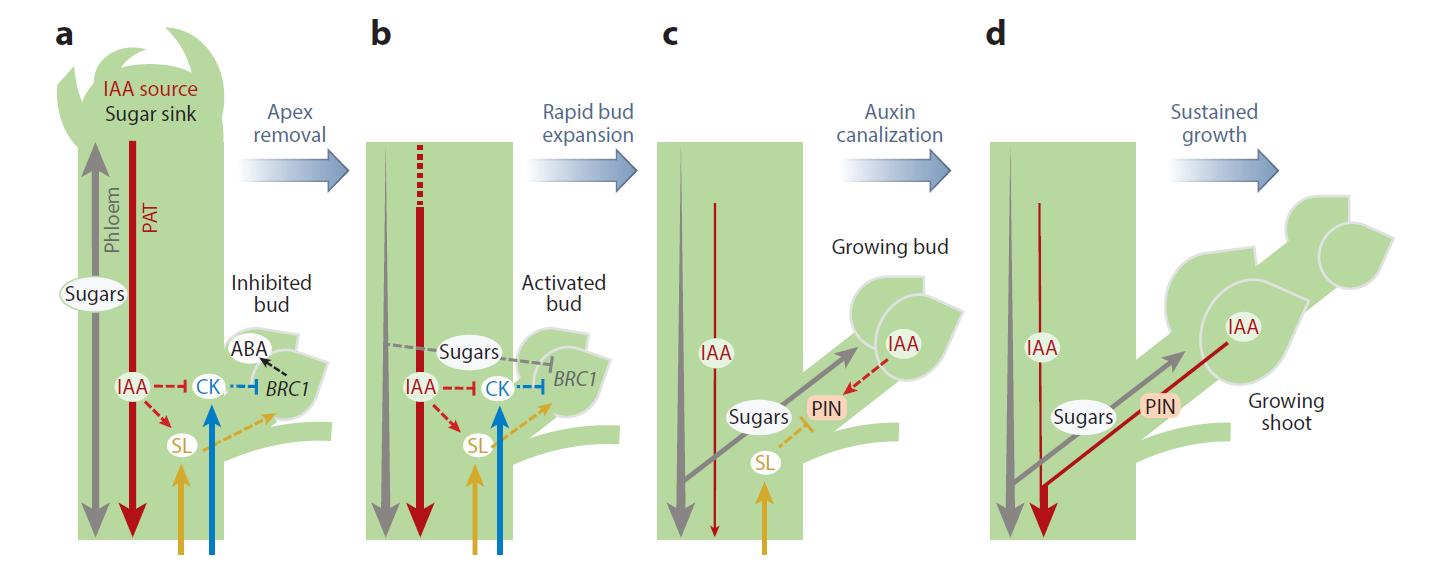 李家洋院士团队发表植物地上株型调控综述文章