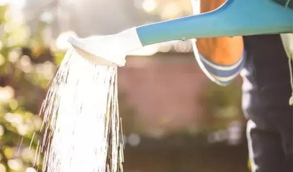 家里的花枯萎了怎么破解,家里的花干枯怎么办