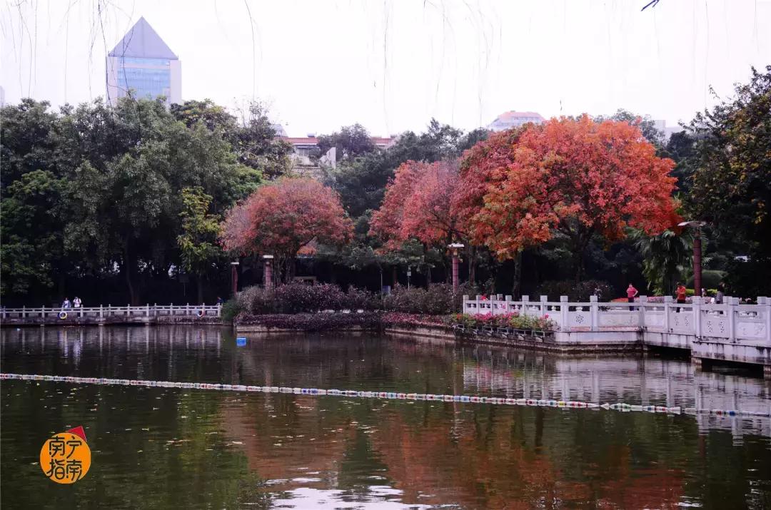 金花茶公园景点,走进金花茶公园