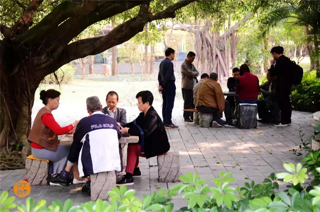 金花茶公园景点,走进金花茶公园