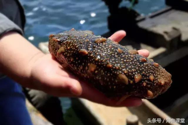 发泡的海参三四天表面变滑,海参泡发还是干的好