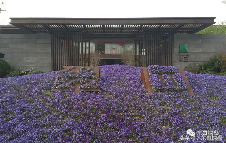 又一神盘诞生，花儿为什么这样红？