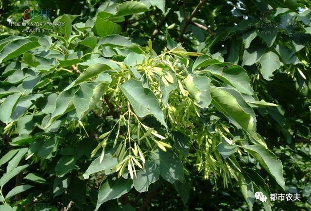 哪些国家的国花是牡丹,为什么中国的国花是牡丹