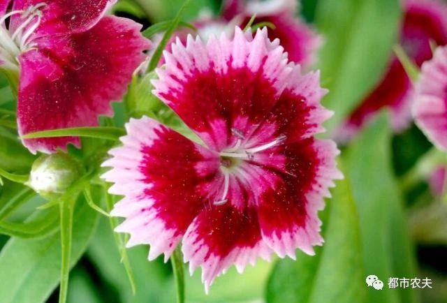 哪些国家的国花是牡丹,为什么中国的国花是牡丹