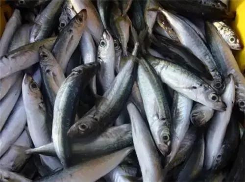 烟台海边海鲜寻找攻略,盘点海鲜市场所有进口大海鲜