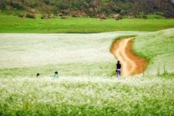 广西最美花海在哪里,广西小众美丽村庄