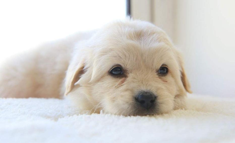 养狗常见狗病,养狗知识大全狗狗疾病