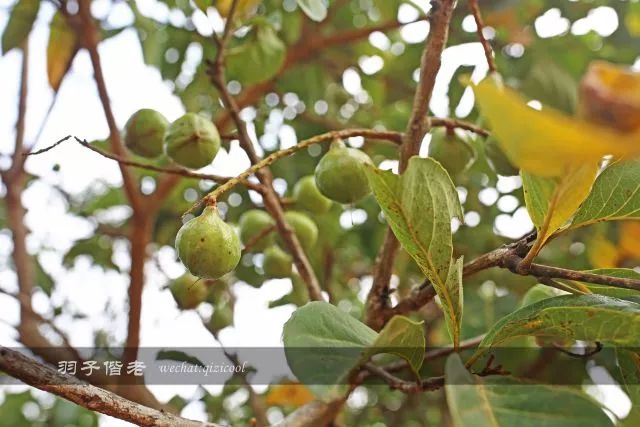 云南沧源靠近哪个国家,云南沧源最好玩的地方