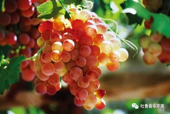 生活在吐鲁番的感受,生活在吐鲁番是一种怎样的体验