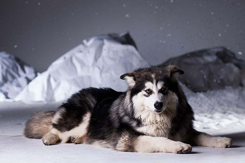 阿拉斯加雪橇犬的发展史,美国阿拉斯加为什么受欢迎