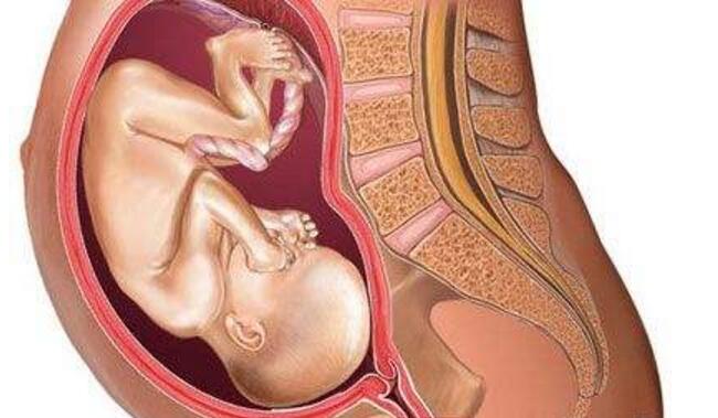 手电筒胎教怎么做,手电筒胎教视频