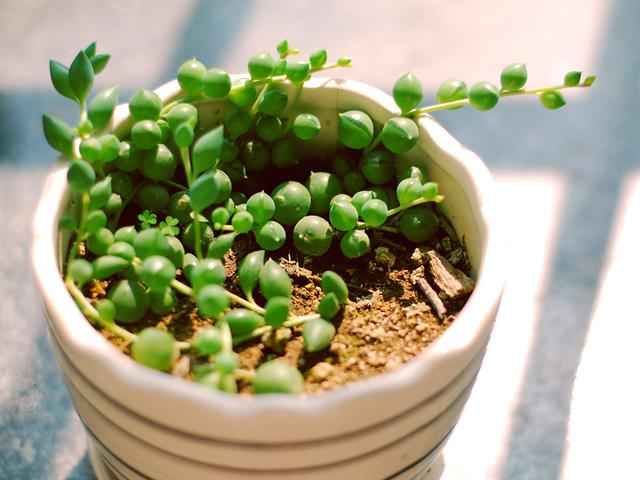 佛珠多肉怎么移盆,多肉佛珠怎么养才能爆盆