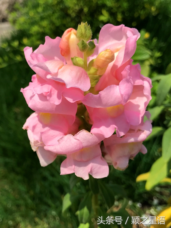 宁波植物园樱花最佳拍摄,花花世界桃博园