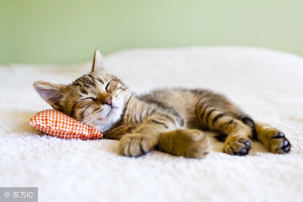 睡觉的时候猫咪总是吵醒我怎么办,猫咪老是上我床睡觉是怎么回事