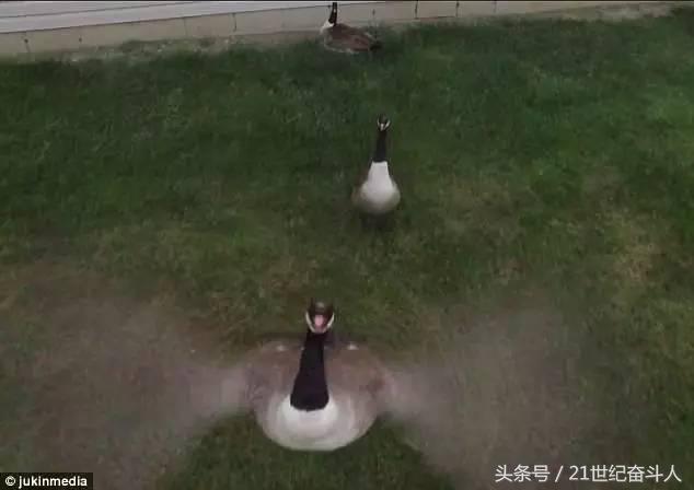 什么鹅的战斗力最强,鹅的战斗力是什么梗