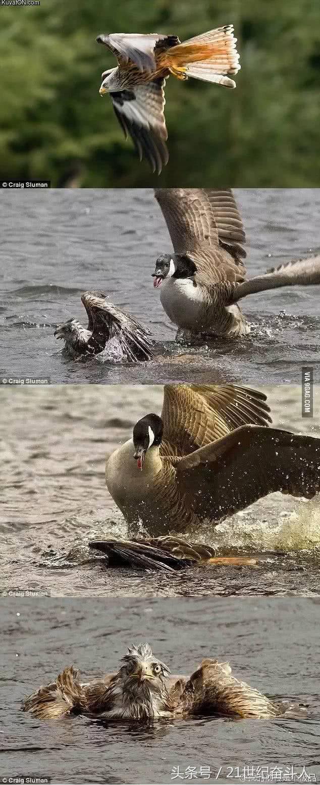 什么鹅的战斗力最强,鹅的战斗力是什么梗