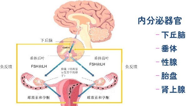 中医常用的八大中成药,中医常用中成药大全