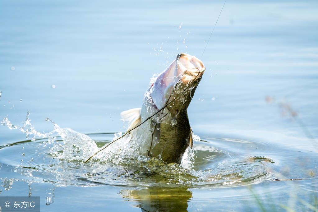 黑坑新手钓鱼入门基本知识,良心黑坑钓友分享钓鱼技巧