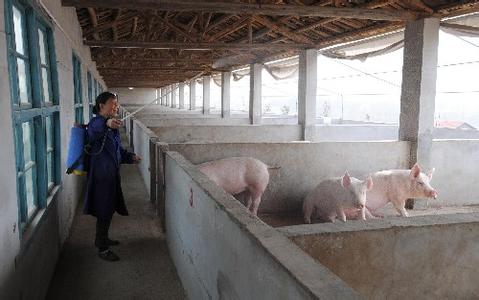 16年进入养猪行业的老李的这段话，说出了无数农村养殖人的心声！