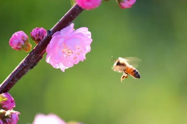 大连高校校花大pk,大连高中校花