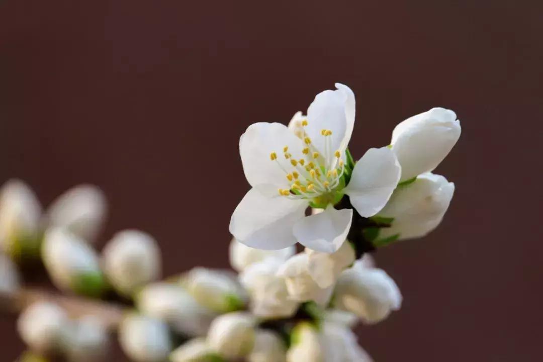 大连高校校花大pk,大连高中校花