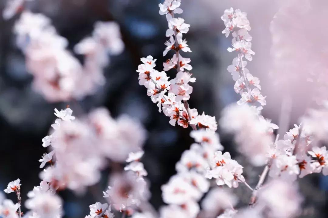 大连高校校花大pk,大连高中校花