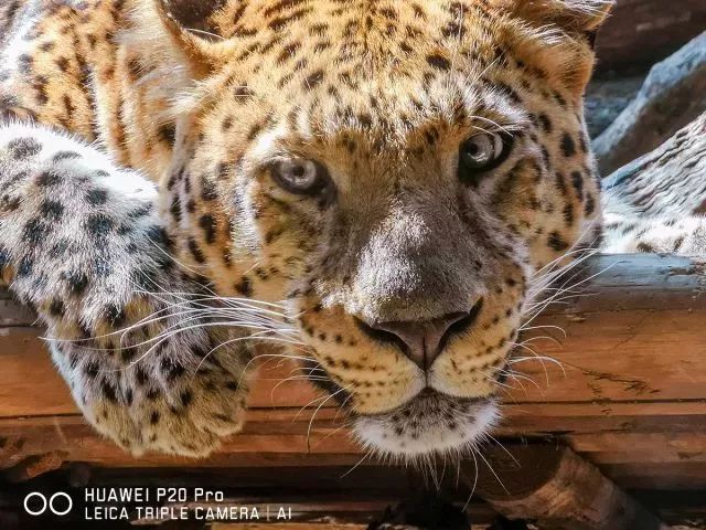 鍗庝负p20pro澶滄櫙瑙嗛,鍗庝负p20pro澶滄櫙