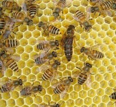 蜂胶蜂王浆功效区别,蜂胶和蜂王浆补雌激素吗