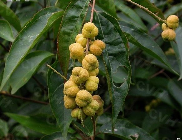 什么草药叶子嚼烂了可以止血,受伤止血最好的十种草药