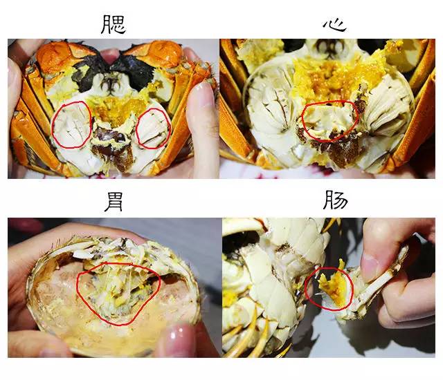 绑着的螃蟹怎么清洗干净,活螃蟹怎么清洗和蒸视频