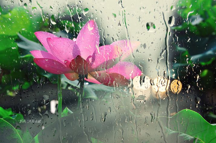 【诗词原创】王月|紫燕翩翩轻剪水桃花一朵又逢春