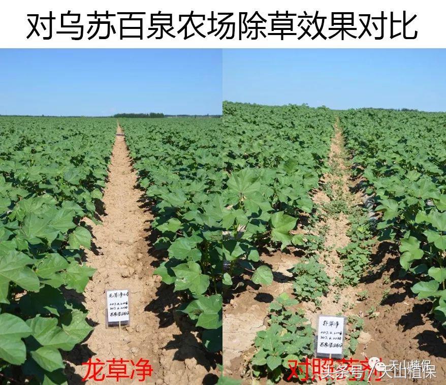 龙草净在棉花田防除龙葵使用技术
