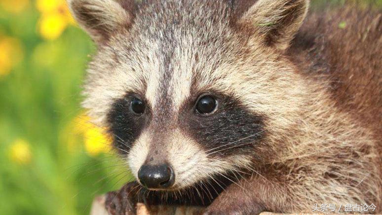 美国出现僵尸浣熊因温热病而起，而历史上的僵尸事件诱因都差不多