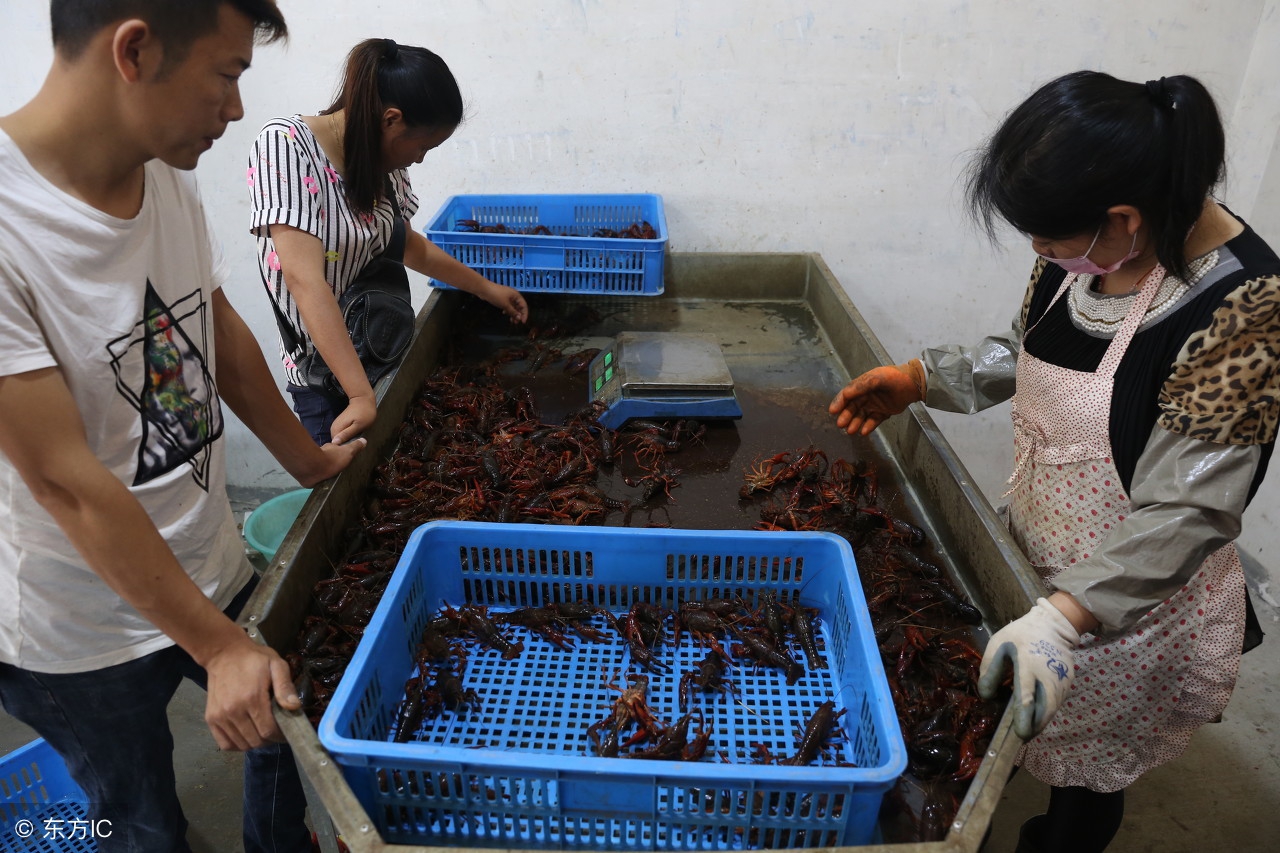 什么时候适宜捉小龙虾,在户外小龙虾怎么抓的
