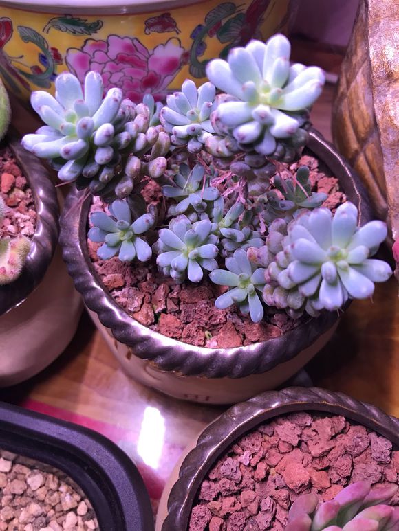 好看还有香味的多肉，每天闻一闻，快乐一整天