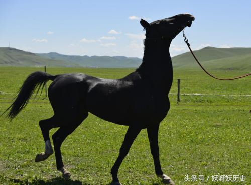 汗血宝马在古代,汗血宝马是大宛马吗