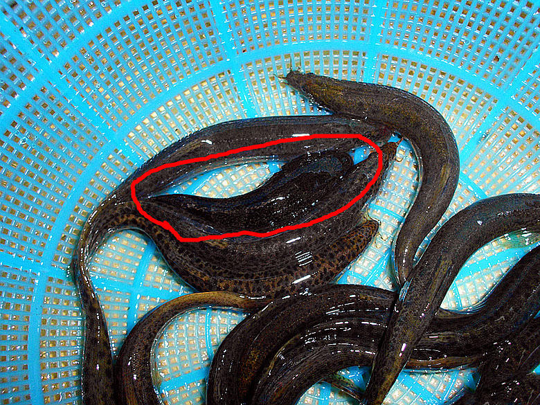 照泥鳅用什么工具,照泥鳅用什么颜色灯光好