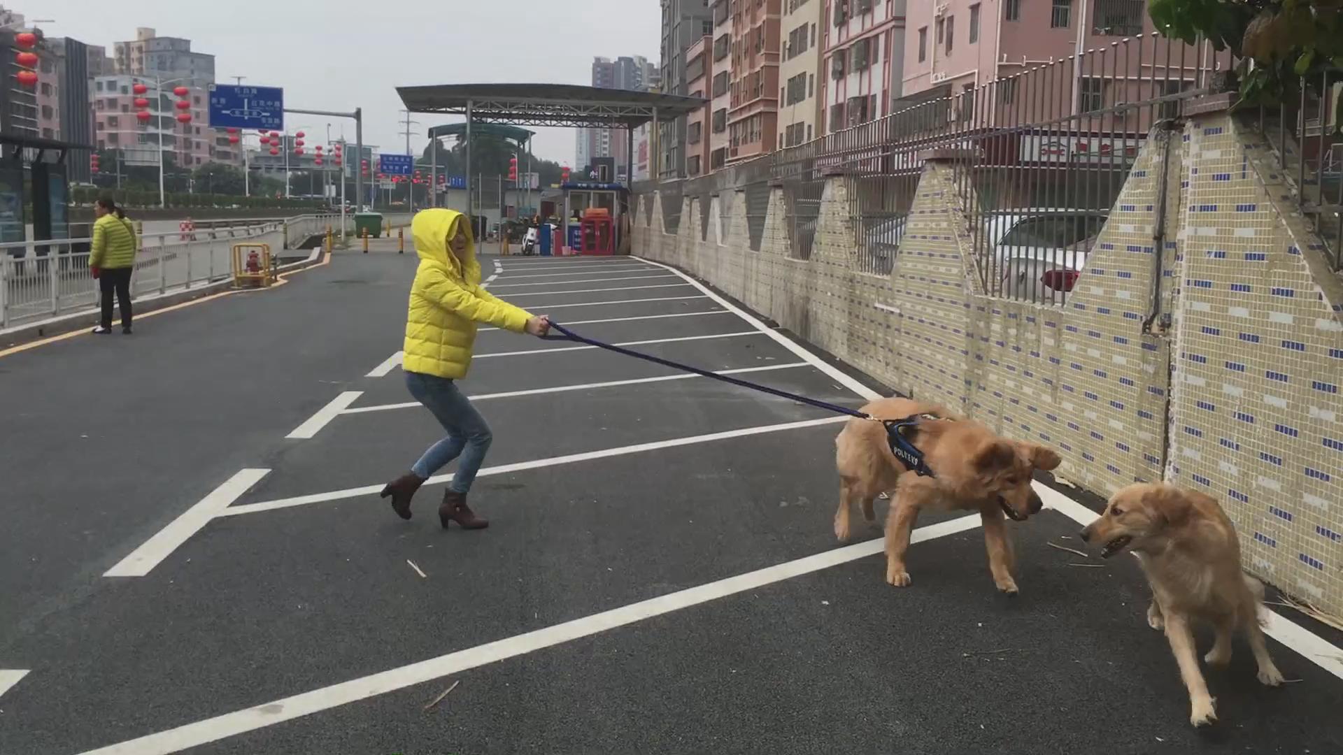 八个月金毛太闹腾,怎样驯服金毛听话