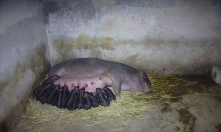 种母猪选择哪种比较好,养殖场母猪一般是哪种母猪