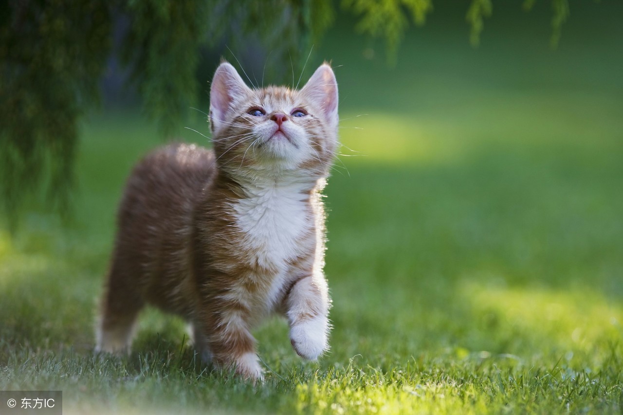 猫咪也有焦虑症？快学会7个治疗方法！