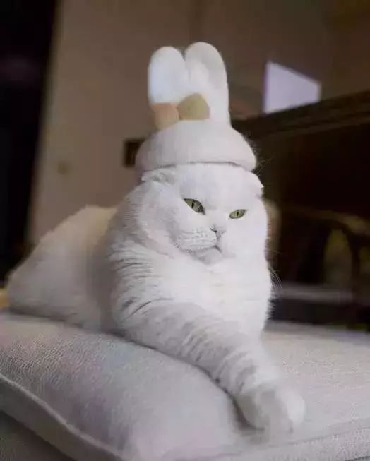 养猫铲屎官注意事项,铲屎官爱猫的三种境界