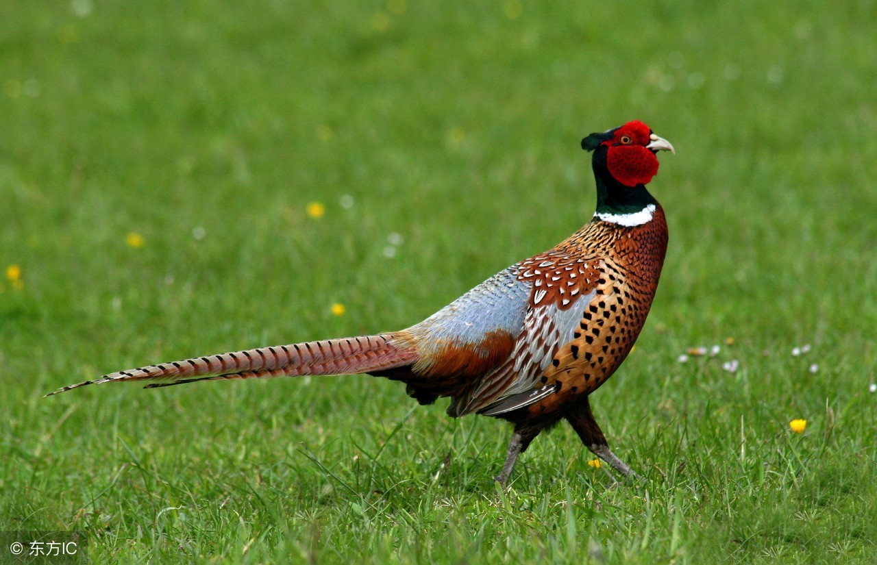 山鸡养殖成本利润及散养新技术,野鸡发展前景好吗