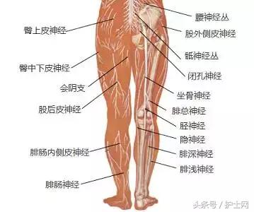 臀部疼痛位置移动是什么病,臀部疼痛要警惕四种病用什么药