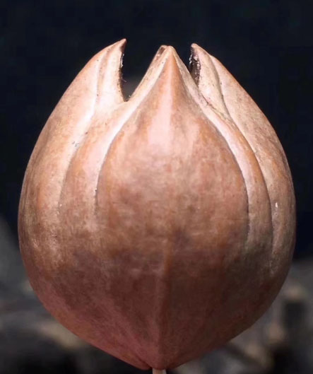 500元左右的橄榄核手串好不好,500元的黄金和600元一克黄金区别