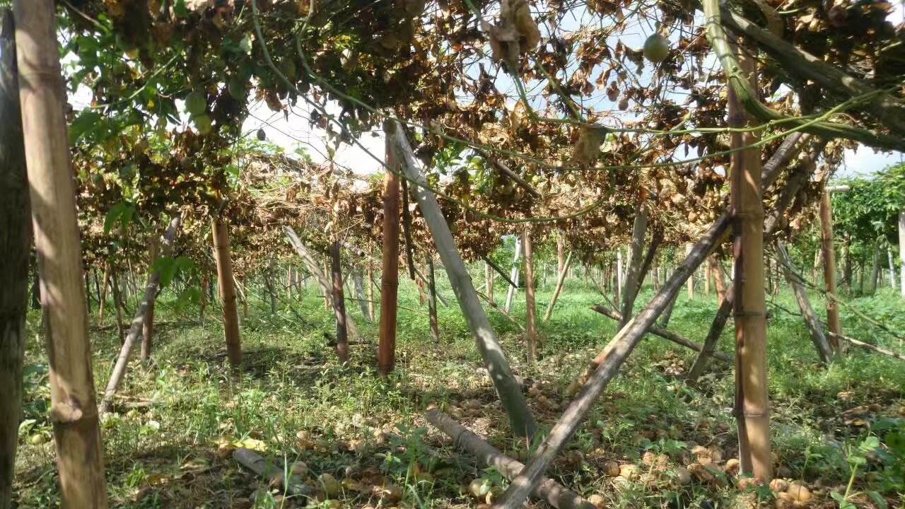 百香果病毒病的症状图片,百香果病毒病图谱及防治