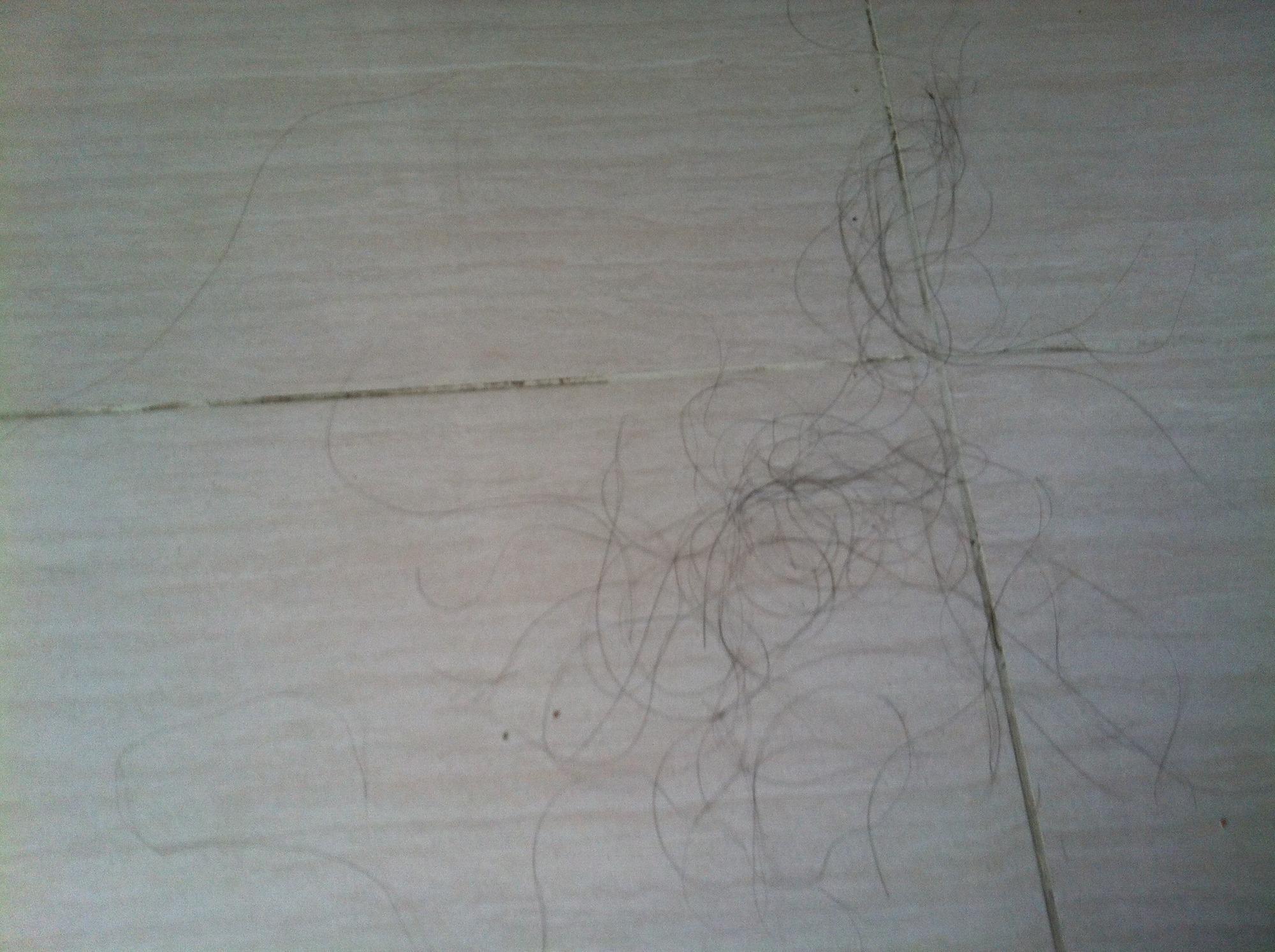 如何处理家里毛发满天飞,家里到处都是毛发怎么办