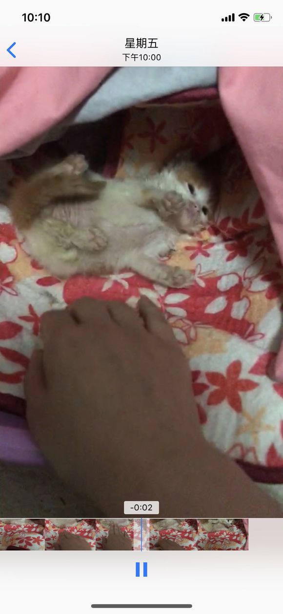 小奶猫死而复生，主人很不解，网友玩笑称：它的第二条命开启了